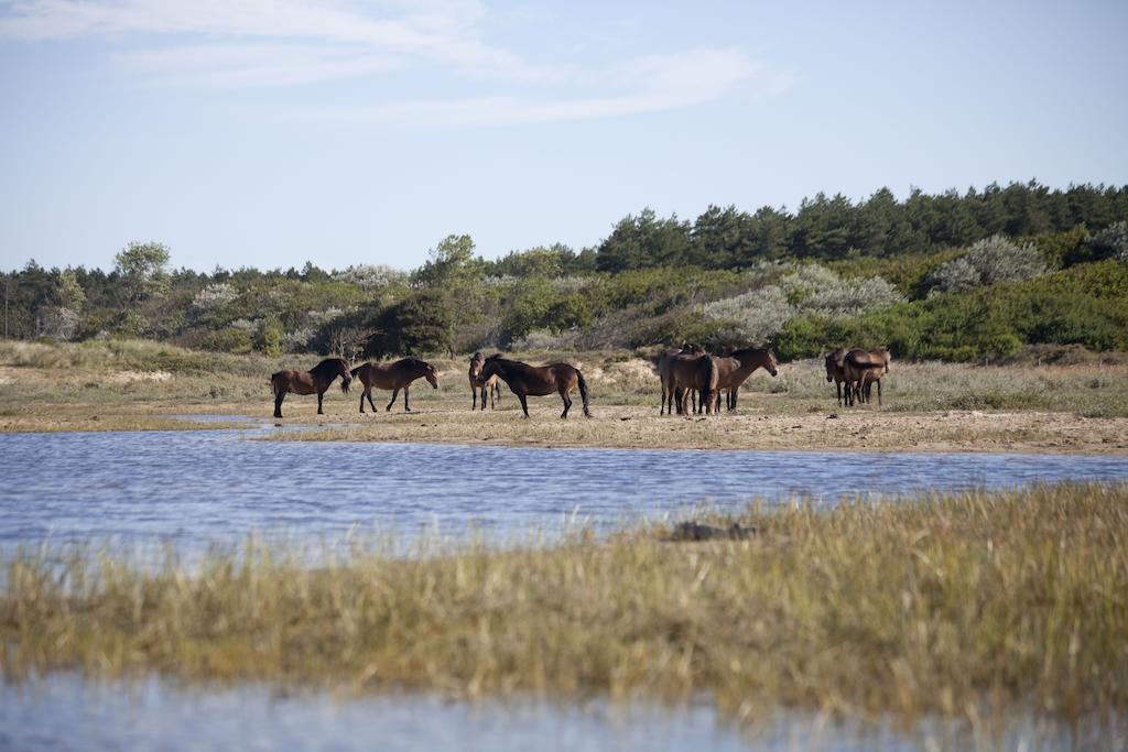 Bungalows - Bungalowpark Mooyeveld - Uniek Gelegen In De Duinen! Егмонт-Бинен Екстериор снимка